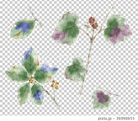 草花木ノ実 36998655
