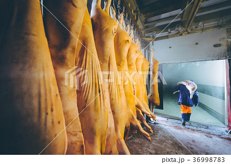 Chopped pig at a factory 36998783