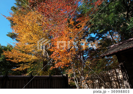 紅葉する五島美術館の庭園 36998803