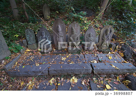 紅葉する五島美術館の庭園 36998807