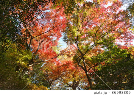 紅葉する五島美術館の庭園 36998809