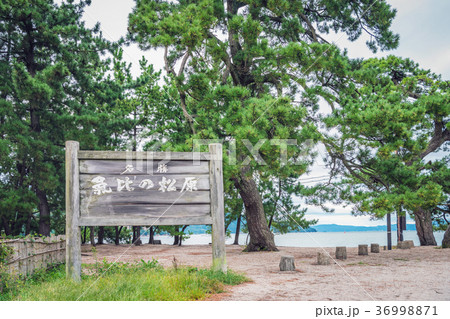 気比の松原 36998871