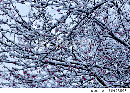 木 ツリー 樹 36998893