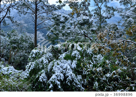 雪景 銀世界 雪景色 36998896