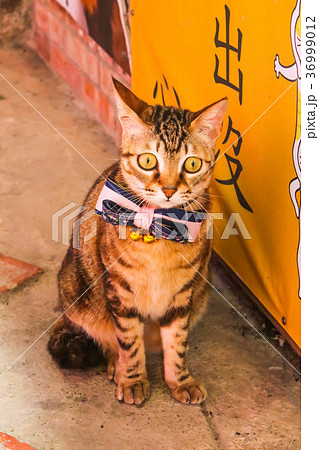 Closeup Single cute cat in front of Shop in Jiufen 36999012