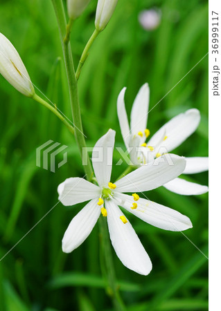 可憐なオリヅルランの花 36999117