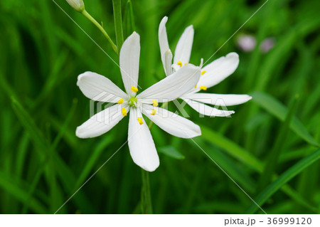 可憐なオリヅルランの花 36999120