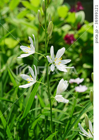 可憐なオリヅルランの花 36999121