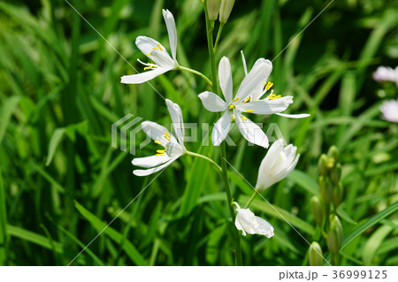 可憐なオリヅルランの花 36999125