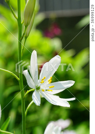 可憐なオリヅルランの花 36999129