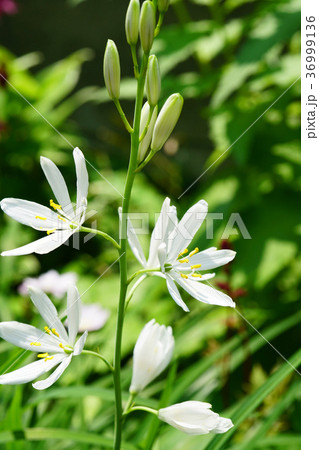 可憐なオリヅルランの花 36999136