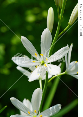 可憐なオリヅルランの花 可憐なオリヅルランの花 36999143