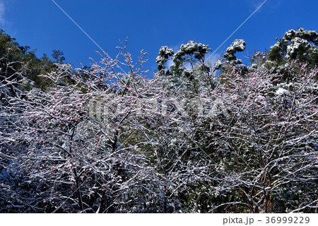 雪景 銀世界 雪景色 36999229