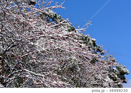 雪景 銀世界 雪景色 36999230