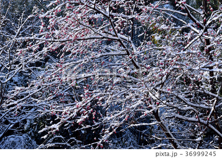 雪景 銀世界 雪景色 36999245