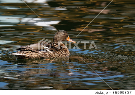 マガモメス 36999357