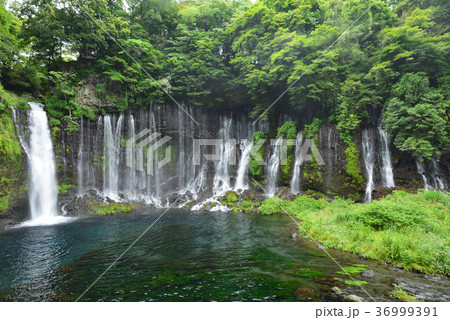 富士山麓の白糸の滝　絹糸のように繊細な水流が美しく並ぶ初夏の幻想的な風景 36999391