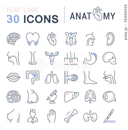 Set of Line Icons of Anatomy and Physiology 36999449