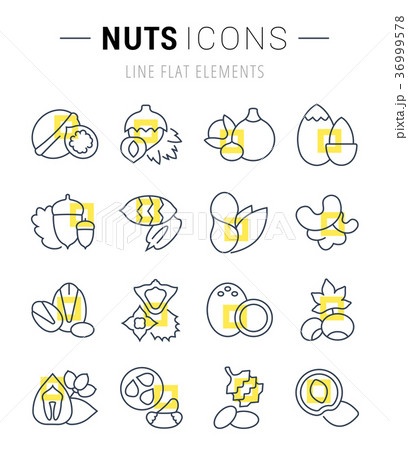 Set Vector Flat Line Icons of Nuts Set Vector Flat Line Icons of Nuts 36999578