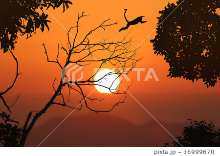Langur jump on the leafless trees, red sky sunset 36999670