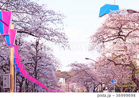 播磨坂　さくらまつり 36999698