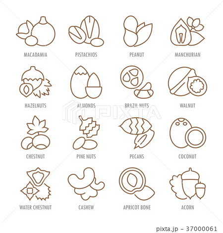 Set Vector Flat Line Icons Nuts Set Vector Flat Line Icons Nuts 37000061