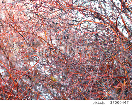 Branches after rain. Branches after rain. 37000447