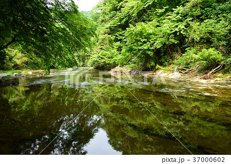 新緑の養老渓谷 37000602