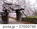 高遠の春 37000786