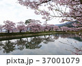 隠れた桜の名所 37001079
