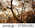 夕日に染められて 37001081