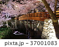 夜桜に魅せられて 37001083