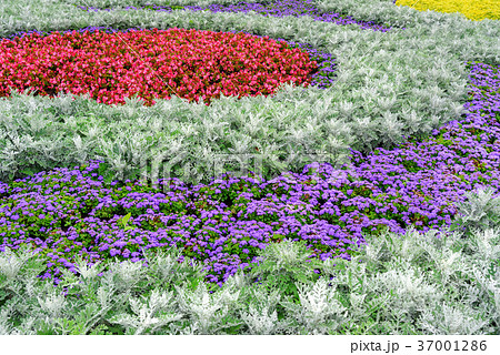 Flowers street decoration. Beautiful flowerbed 37001286