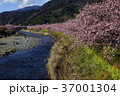 河津の春 37001304