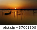 黄金の国 37001308