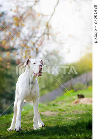 White great dane portrait in spring time 37001489