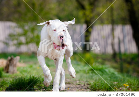 White great dane portrait in spring time White great dane portrait in spring time 37001490