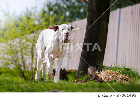 White great dane portrait in spring time White great dane portrait in spring time 37001498