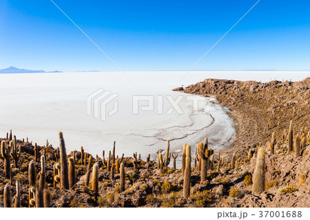 Cactus Island, Uyuni 37001688