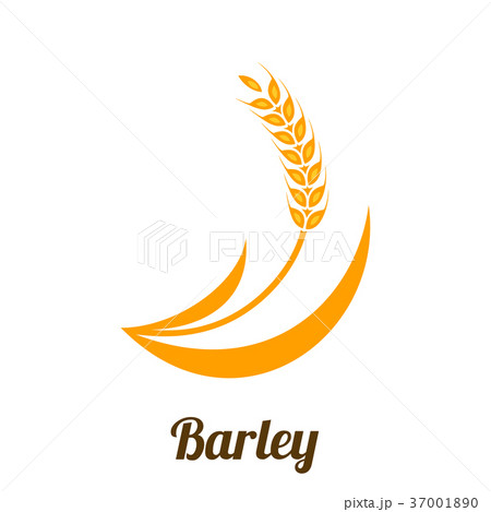 Wheat barley spike yellow isolated on white backgr 37001890