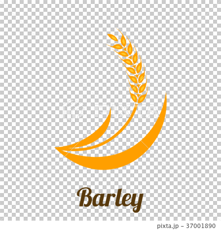 Wheat barley spike yellow isolated on white backgr 37001890