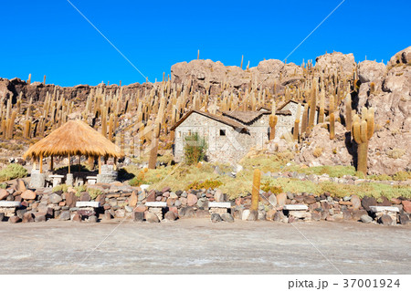 Cactus Island, Uyuni Cactus Island, Uyuni 37001924