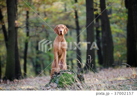 Hungarian hound pointer dog in outdoor forrest 37002157