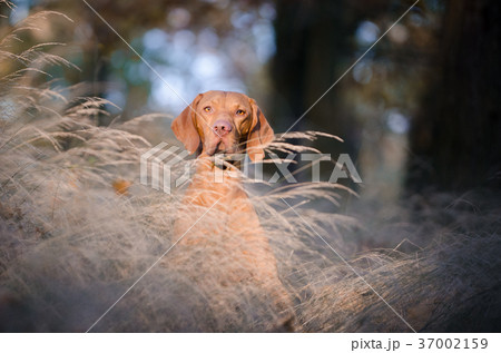 Hungarian hound pointer dog in outdoor forrest Hungarian hound pointer dog in outdoor forrest 37002159