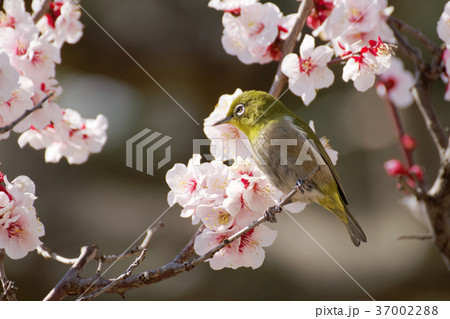 メジロと梅の花 37002288