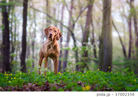 hound pointer vizsla dog in autumn time in forrest hound pointer vizsla dog in autumn time in forrest 37002356