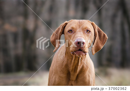 Hungarian pointer hound dog in the forrest 37002362
