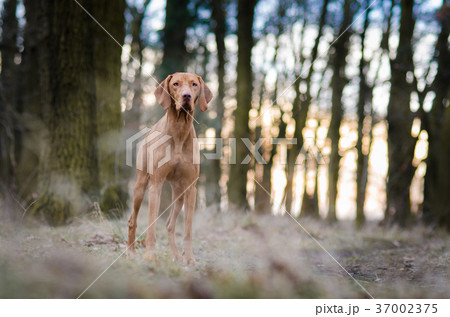 Portrait of hungarian vizsla hunter dog in autumn 37002375