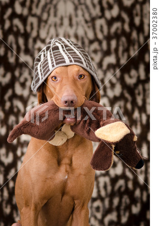 funny hound vizsla dog in human cap on his head 37002380