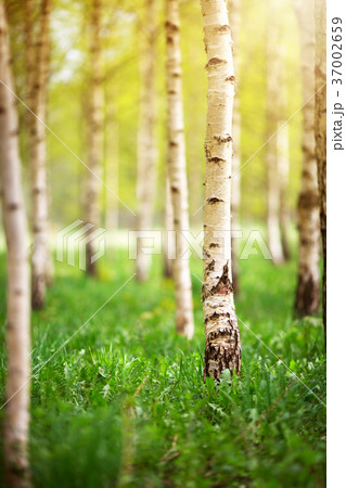 birch tree forest in morning 37002659